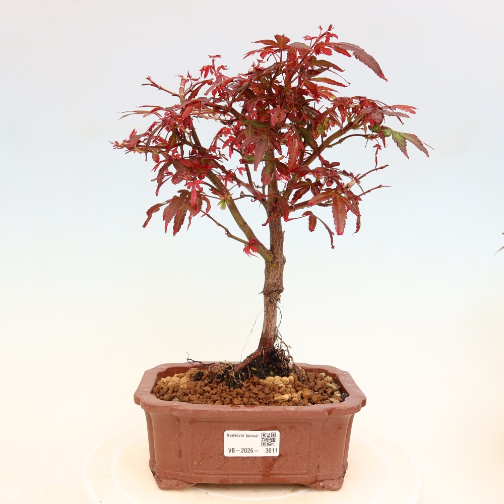 Kültéri bonsai – tenyérlevelű juhar – Acer palmatum Berry Broom 