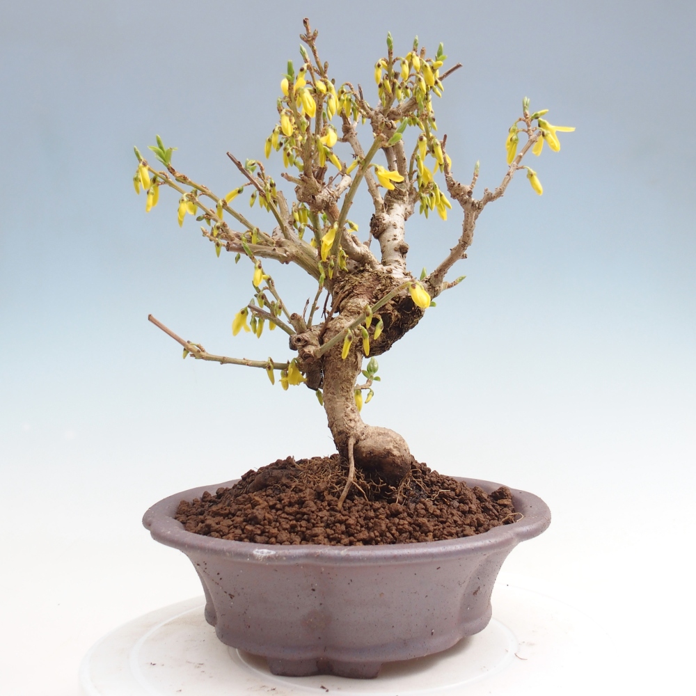 Kültéri bonsai - Zlatice - Forsythia koreana