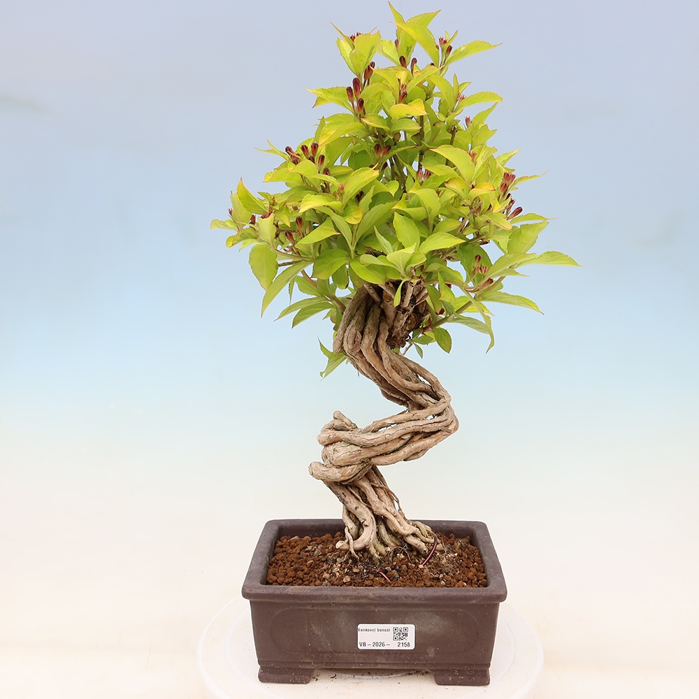 Kültéri bonsai – Weigela subsessilis – Koreai vajgélia