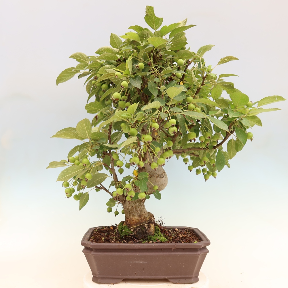 Kültéri bonsai -Malus halliana - Kis gyümölcsű almafa