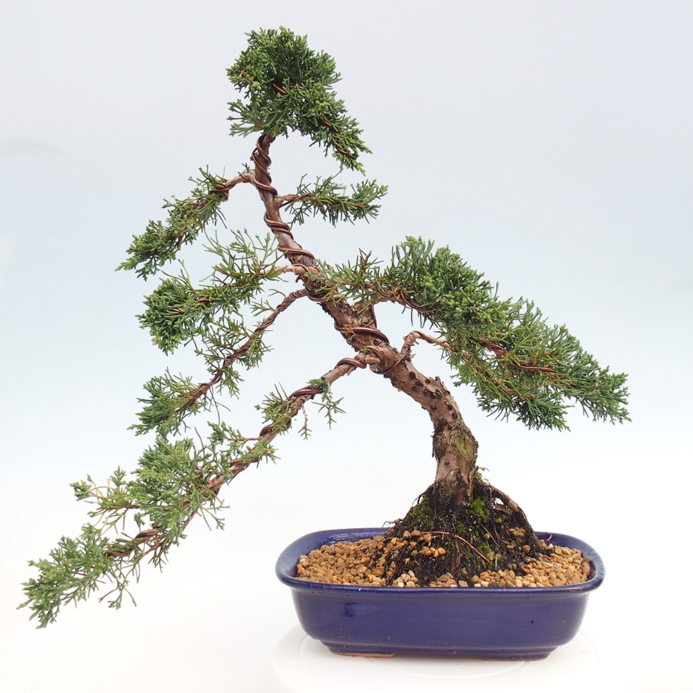 Kültéri bonsai - Juniperus chinensis Kishu