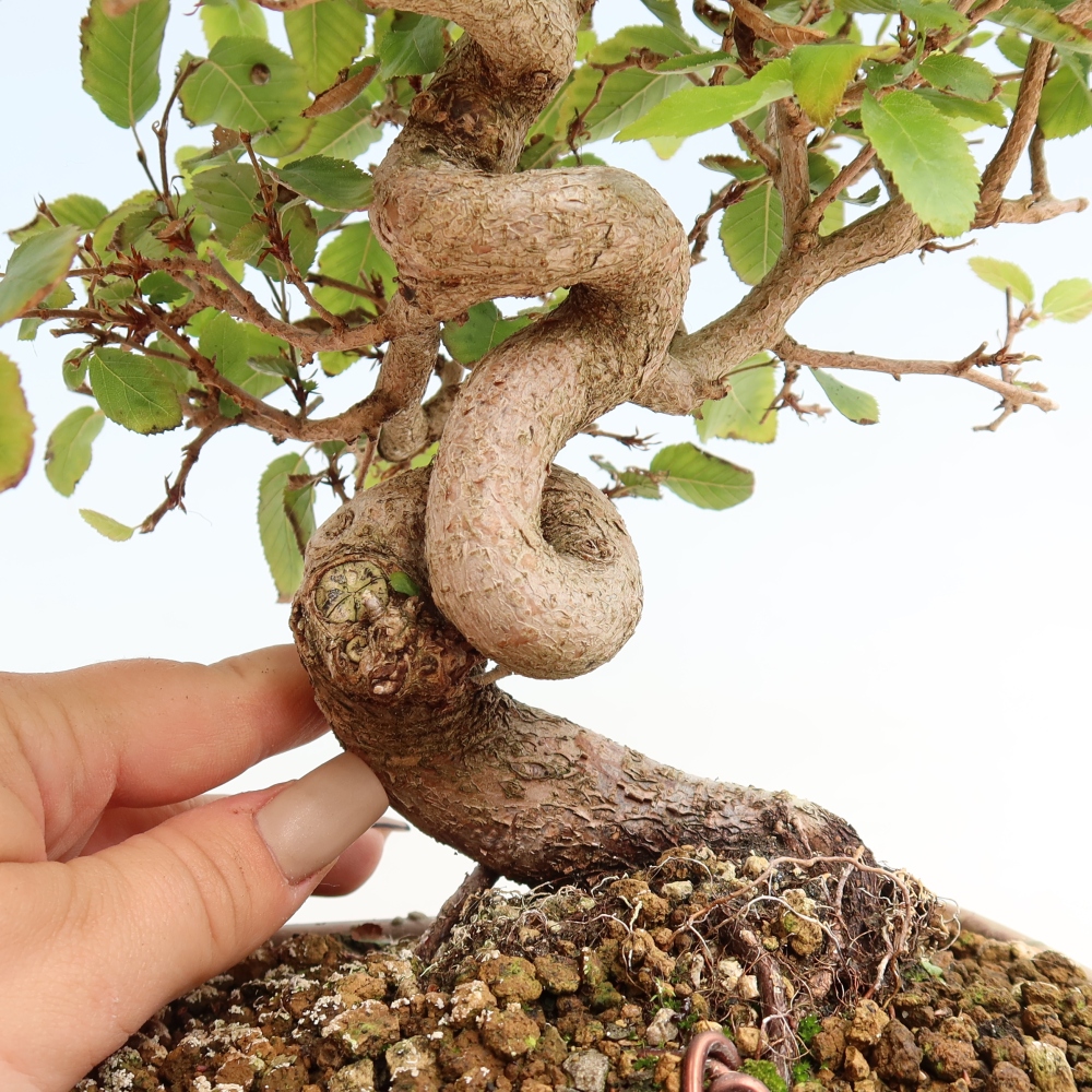 Kültéri bonsai -Carpinus CARPINOIDES - Koreai gyertyánfa