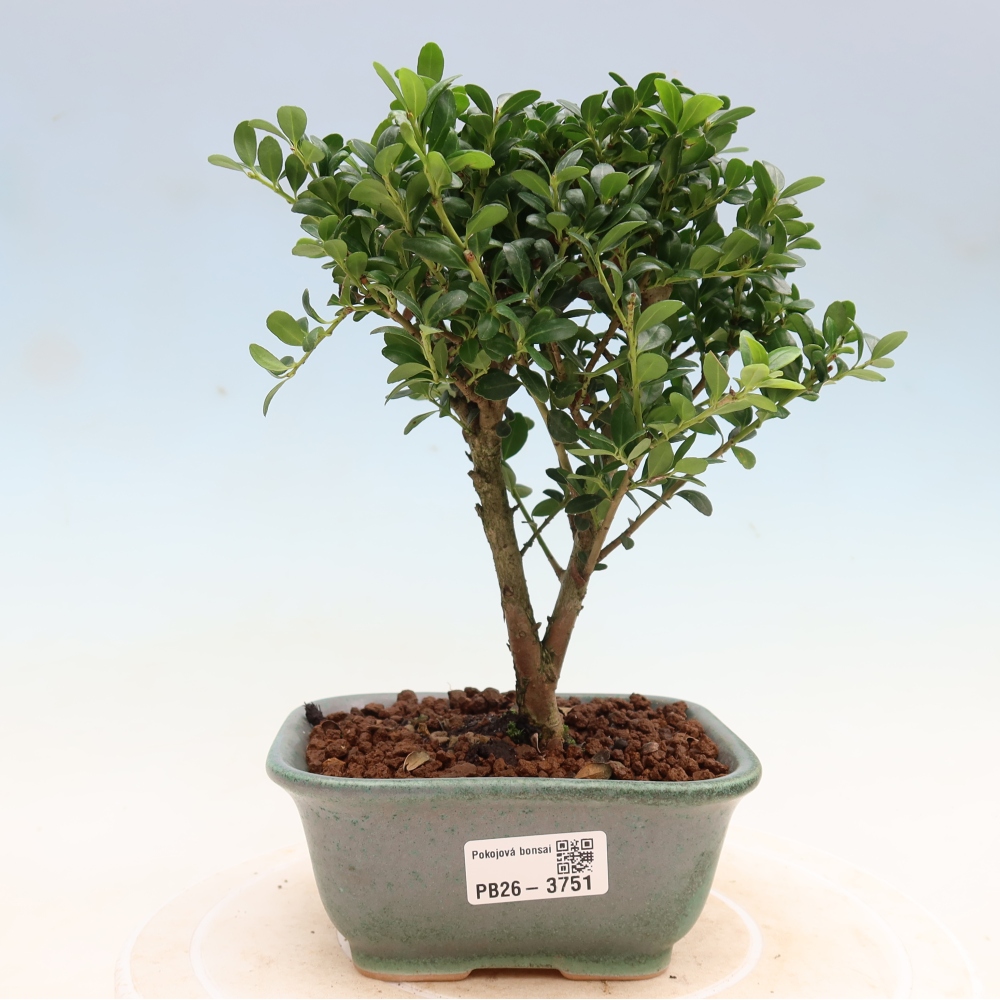 Szobai bonsai - Ilex crenata - Holly