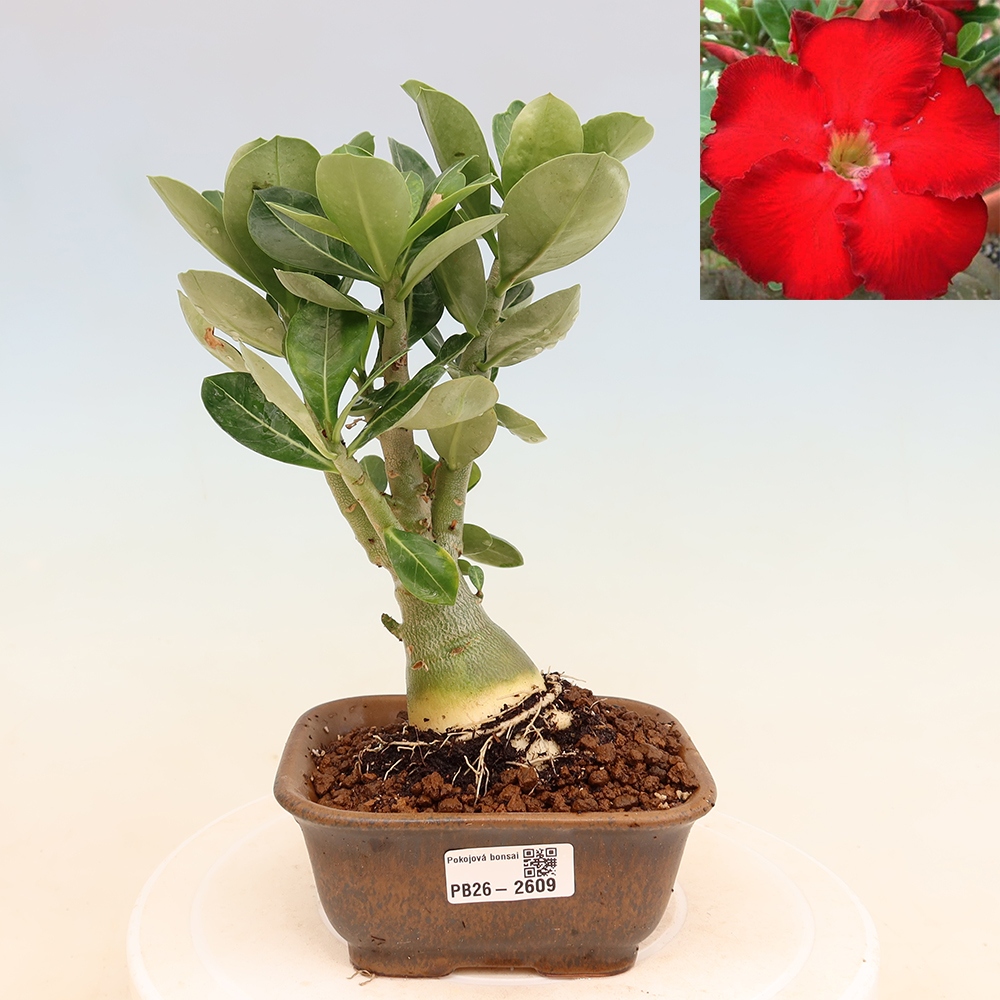 Szobabonsai – Adenium obesum Red Star – Sivatagi rózsa