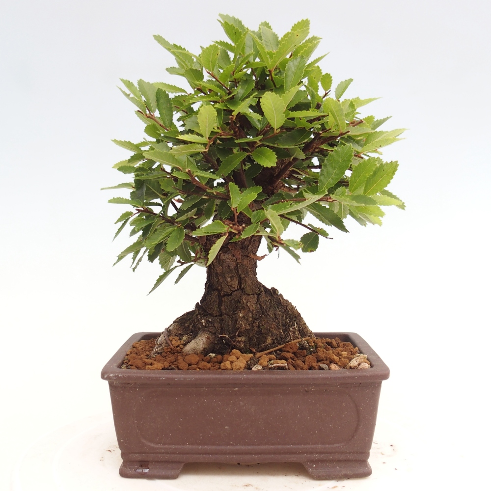 Kültéri bonsai - Zelkova - Zelkova NIRE