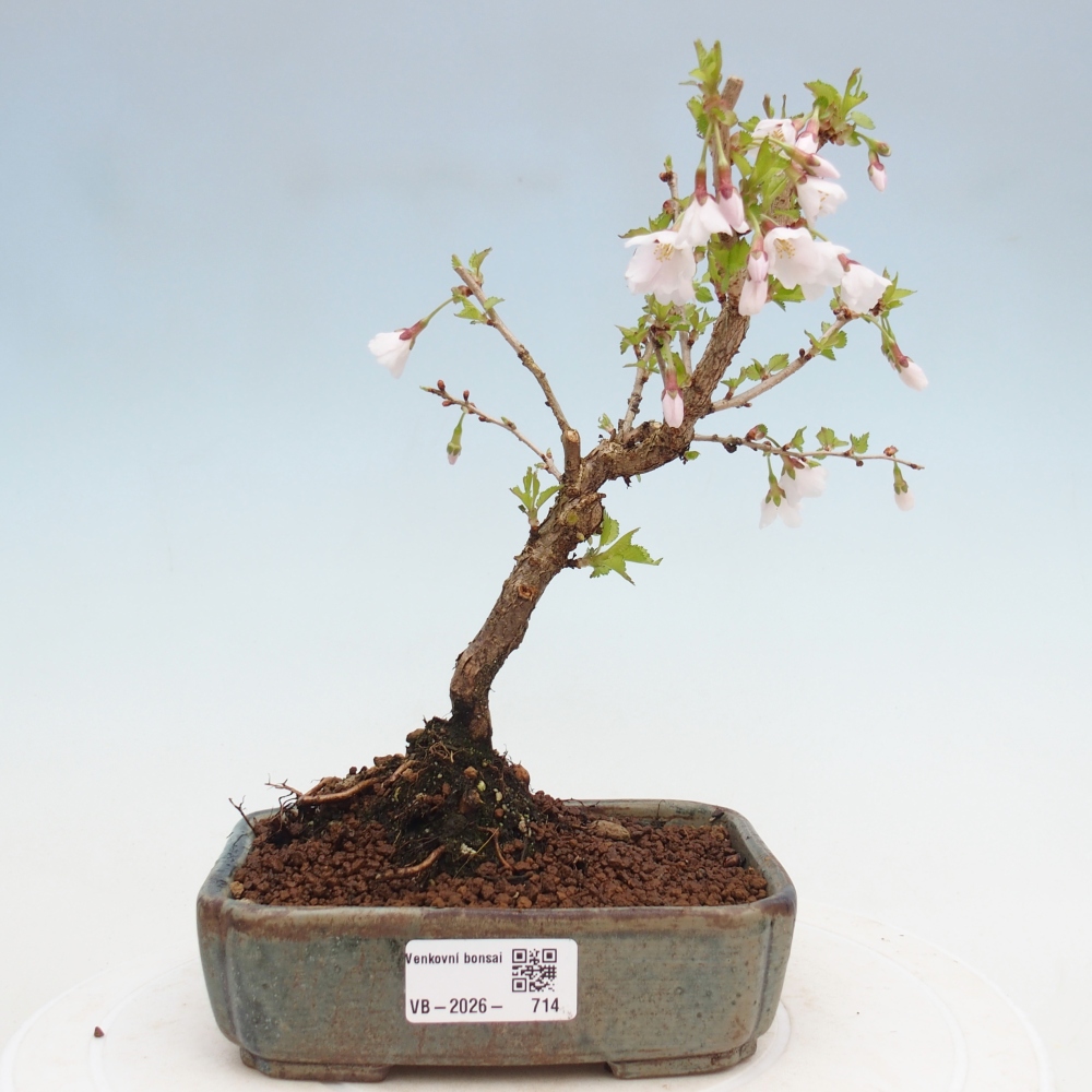 Kültéri bonsai - Prunus incisa Kojou-no mai-Plivon kivágva