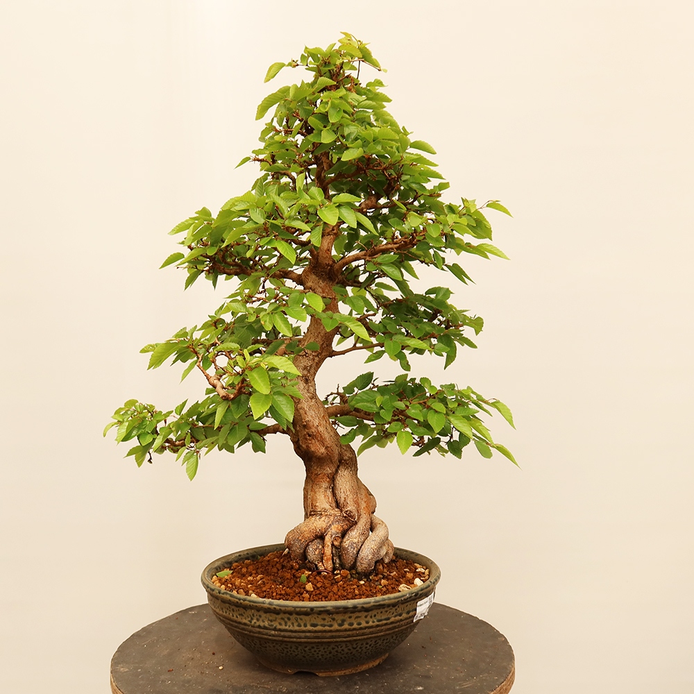 Kültéri bonsai -Carpinus Coreana - Koreai gyertyánfa