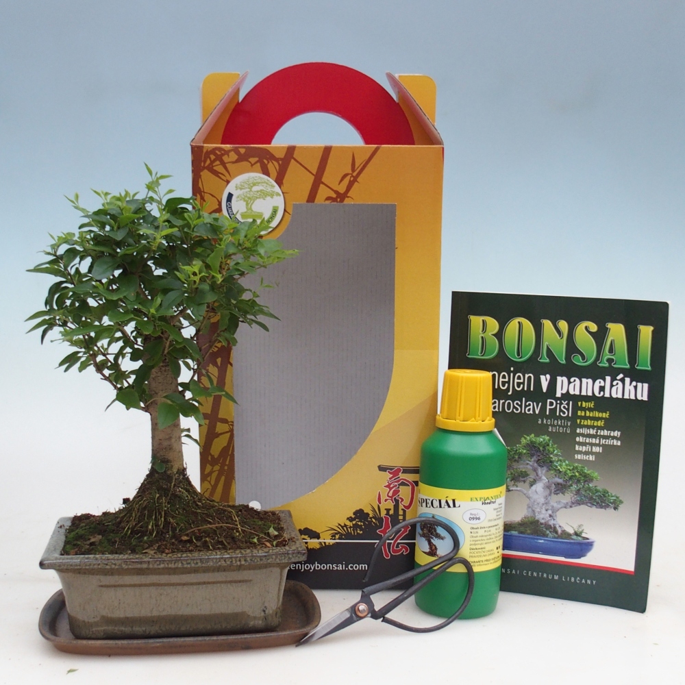Szobai bonsai ajándékdobozban Ligustrum chinensis - Madárcsőr