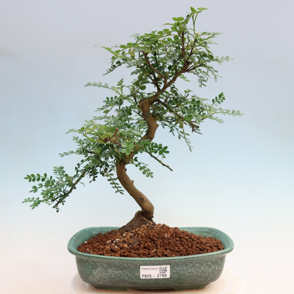 Szobai bonsai - Zantoxylum piperitum - borsfa
