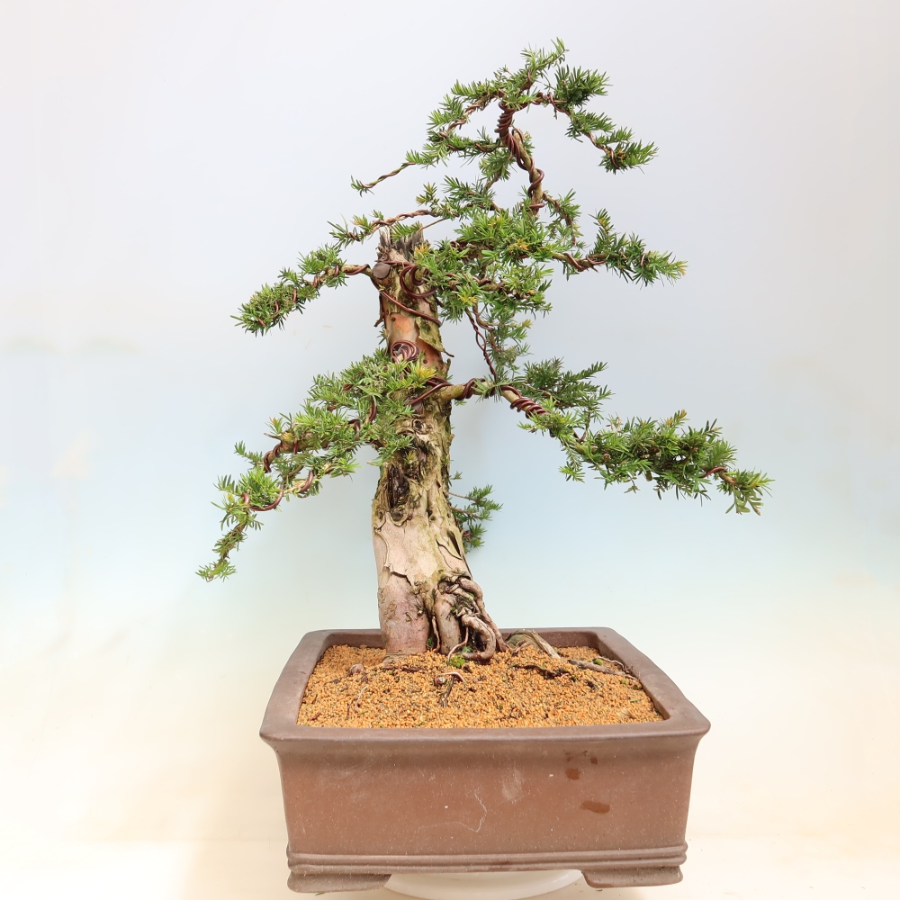 Kültéri bonsai – Taxus baccata – Vörös tiszafa