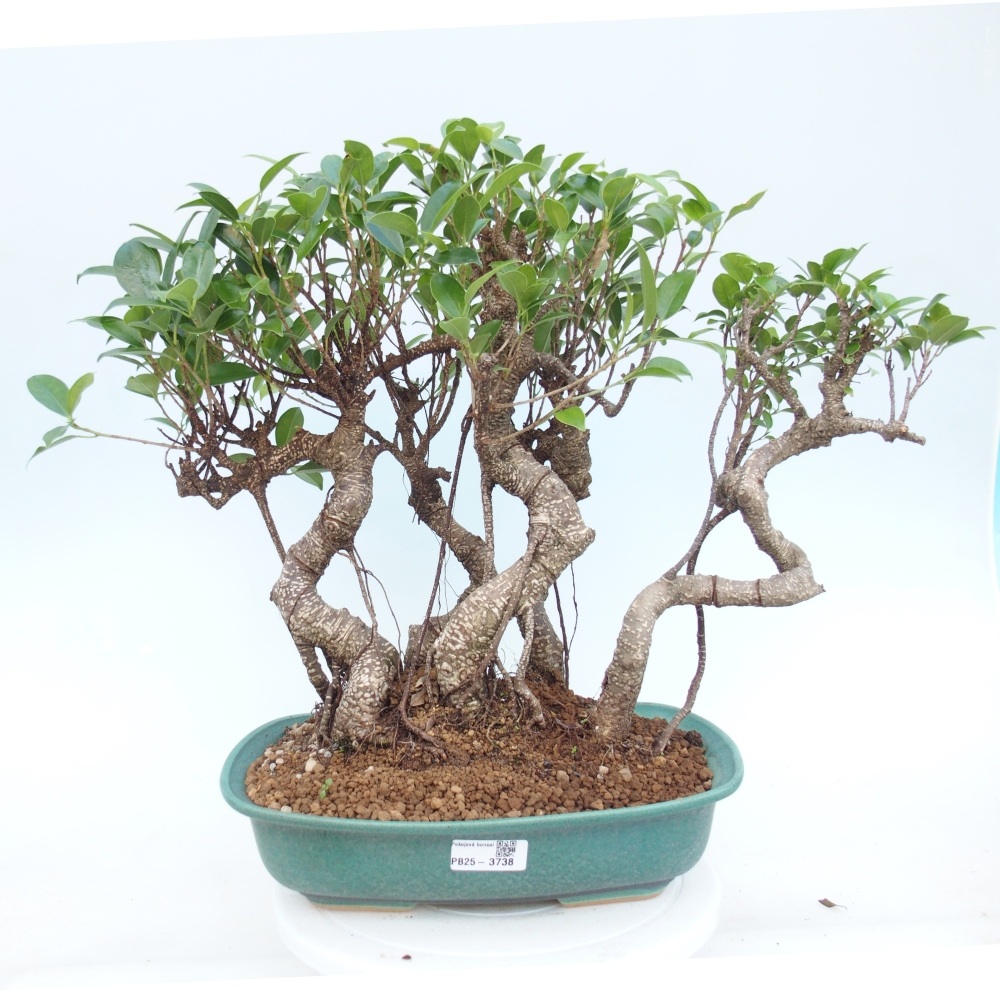 Szobai bonsai - Ficus kimmen - kislevelű fikusz