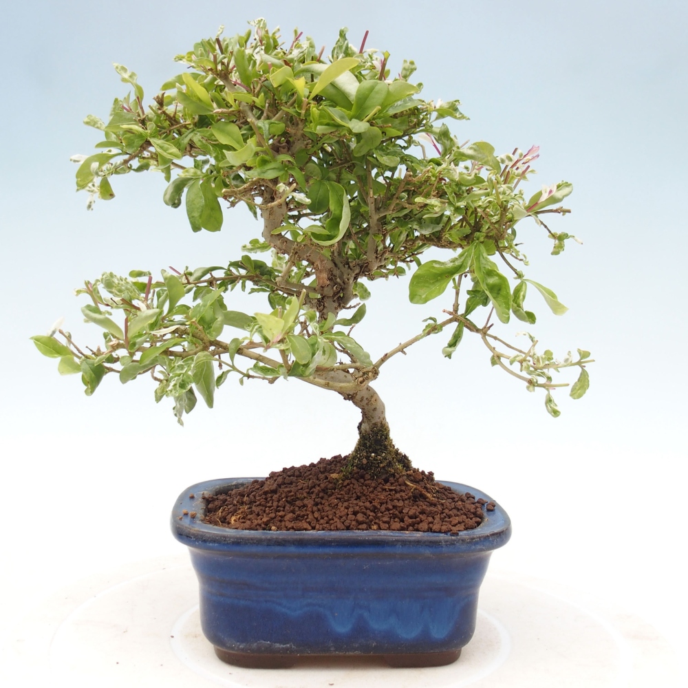Kültéri bonsai - Ligustrum obtusifolium