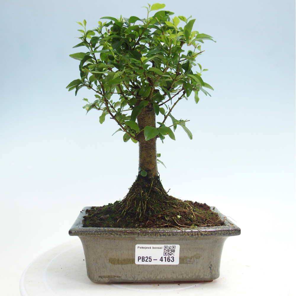 Szobai bonsai -Ligustrum chinensis - Madárcsőr