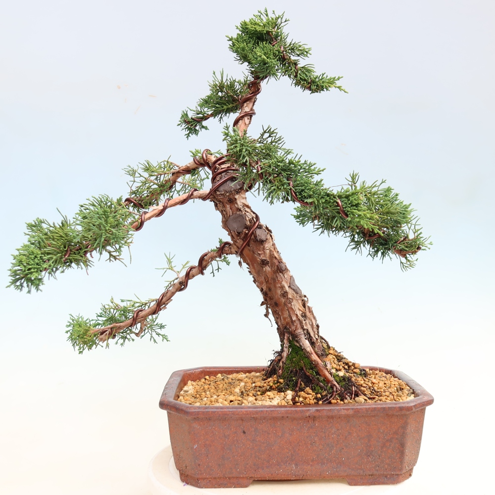 Kültéri bonsai - Juniperus chinensis Kishu