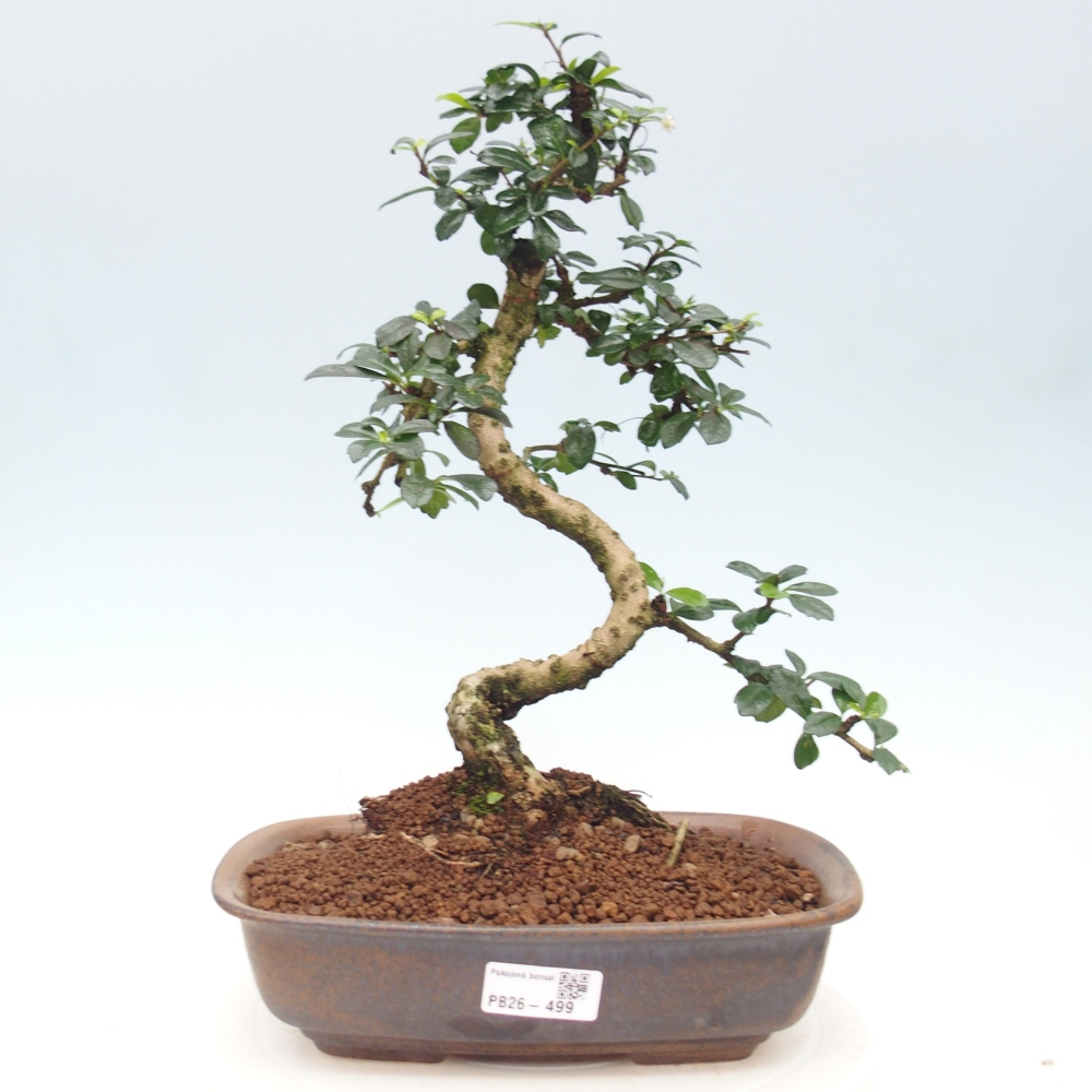 Szobai bonsai - Carmona macrophylla - Tea fuki