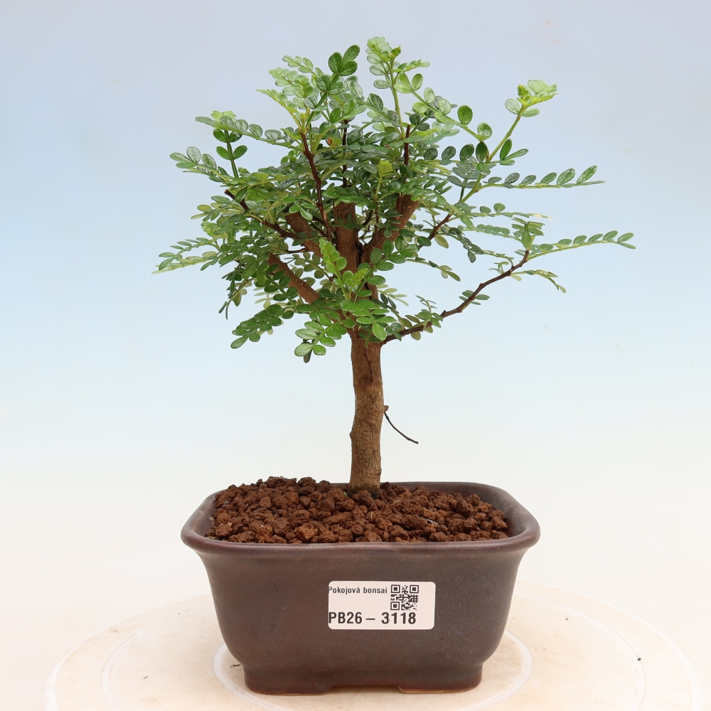 Szobai bonsai - Zantoxylum piperitum - borsfa
