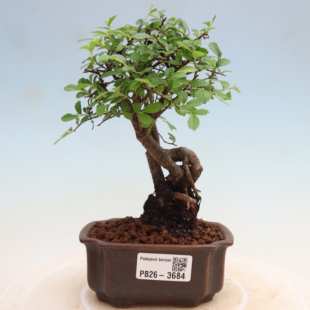 Szobai bonsai - Ulmus parvifolia - Kislevelű szilfa