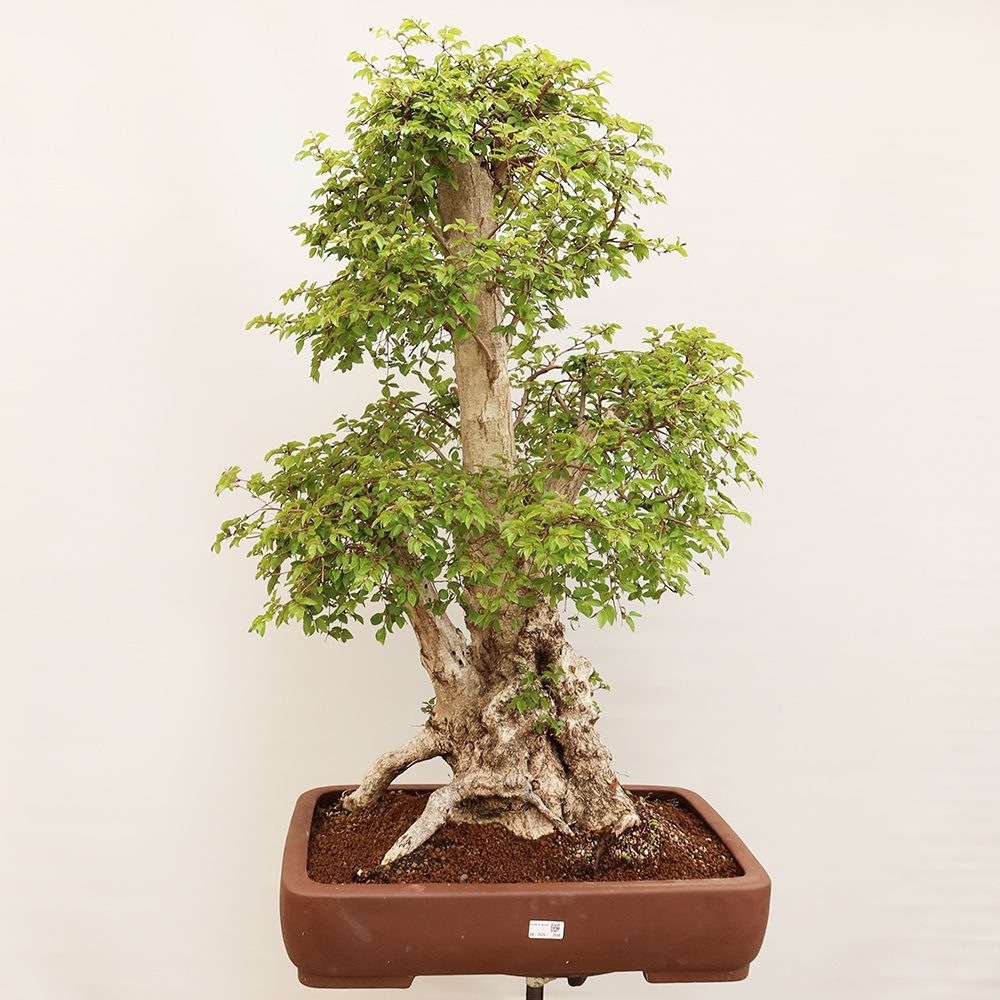 Kültéri bonsai -Carpinus Coreana - Koreai gyertyánfa