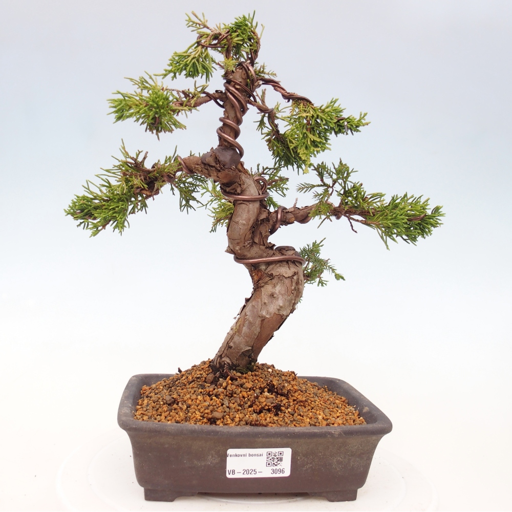 Kültéri bonsai - Juniperus chinensis Itoigawa