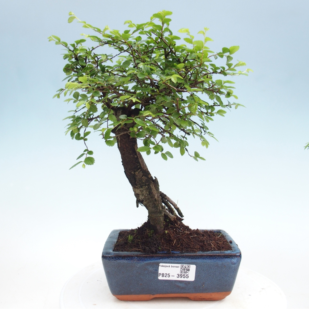 Szobai bonsai - Ulmus parvifolia - Kislevelű szilfa