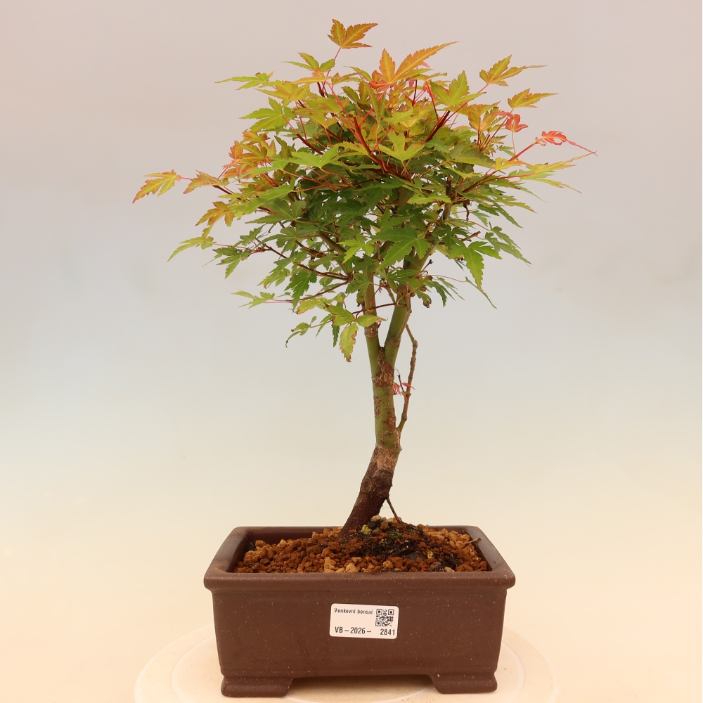 Juhar - Acer palmatum Beni Tsukasa