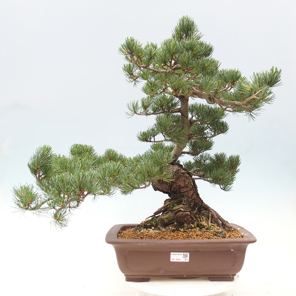 Kültéri bonsai - Pinus parviflora - Pinus parviflora