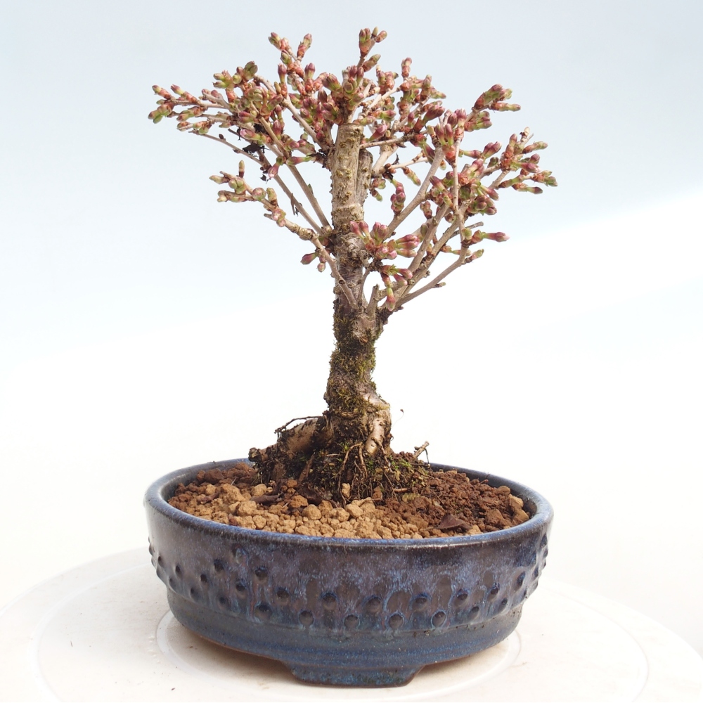 Kültéri bonsai - Prunus incisa Kojou-no mai-Plivon kivágva