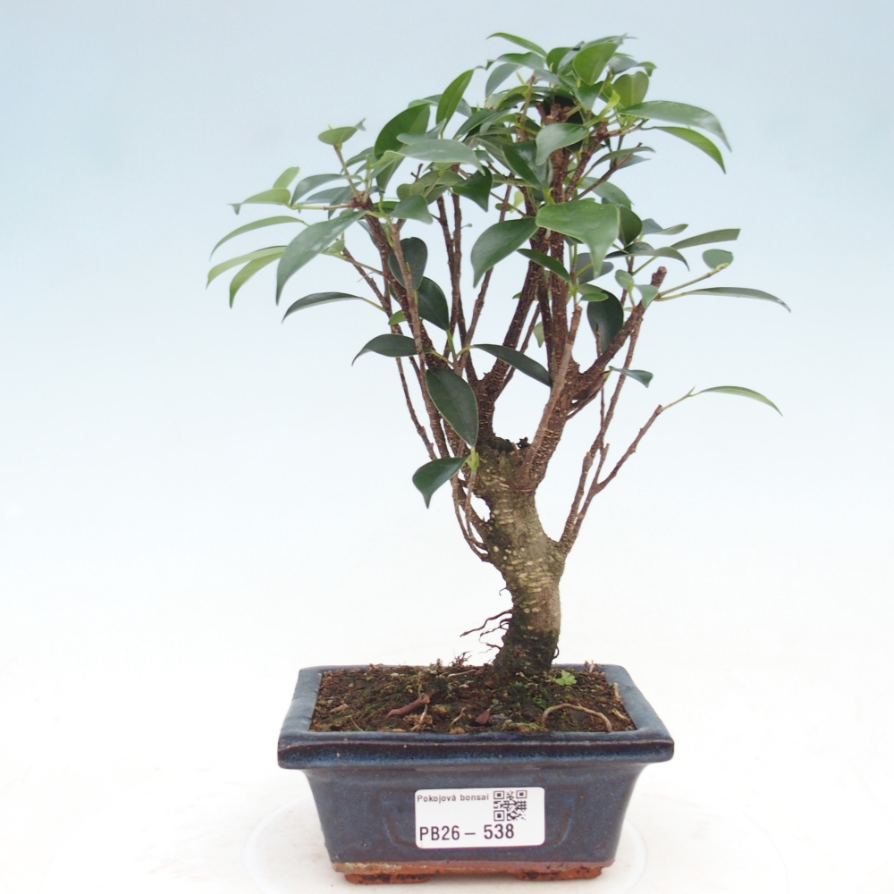 Szoba bonsai Ficus retusa kimmen