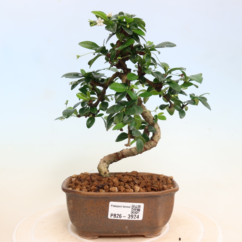 Szobai bonsai - Carmona macrophylla - Tea fuki