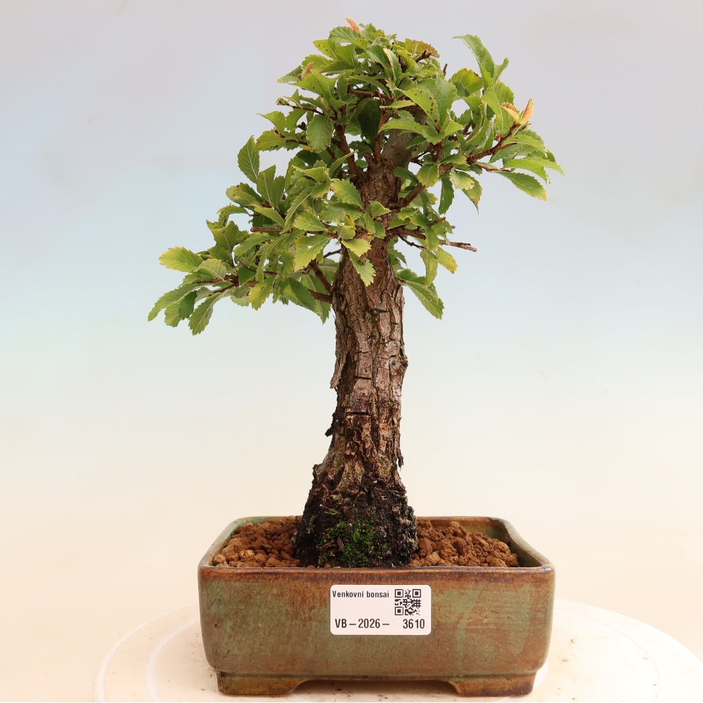 Kültéri bonsai - Zelkova - Zelkova NIRE