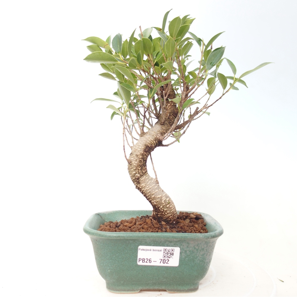 Szobai bonsai - Ficus retusa - kislevelű fikusz