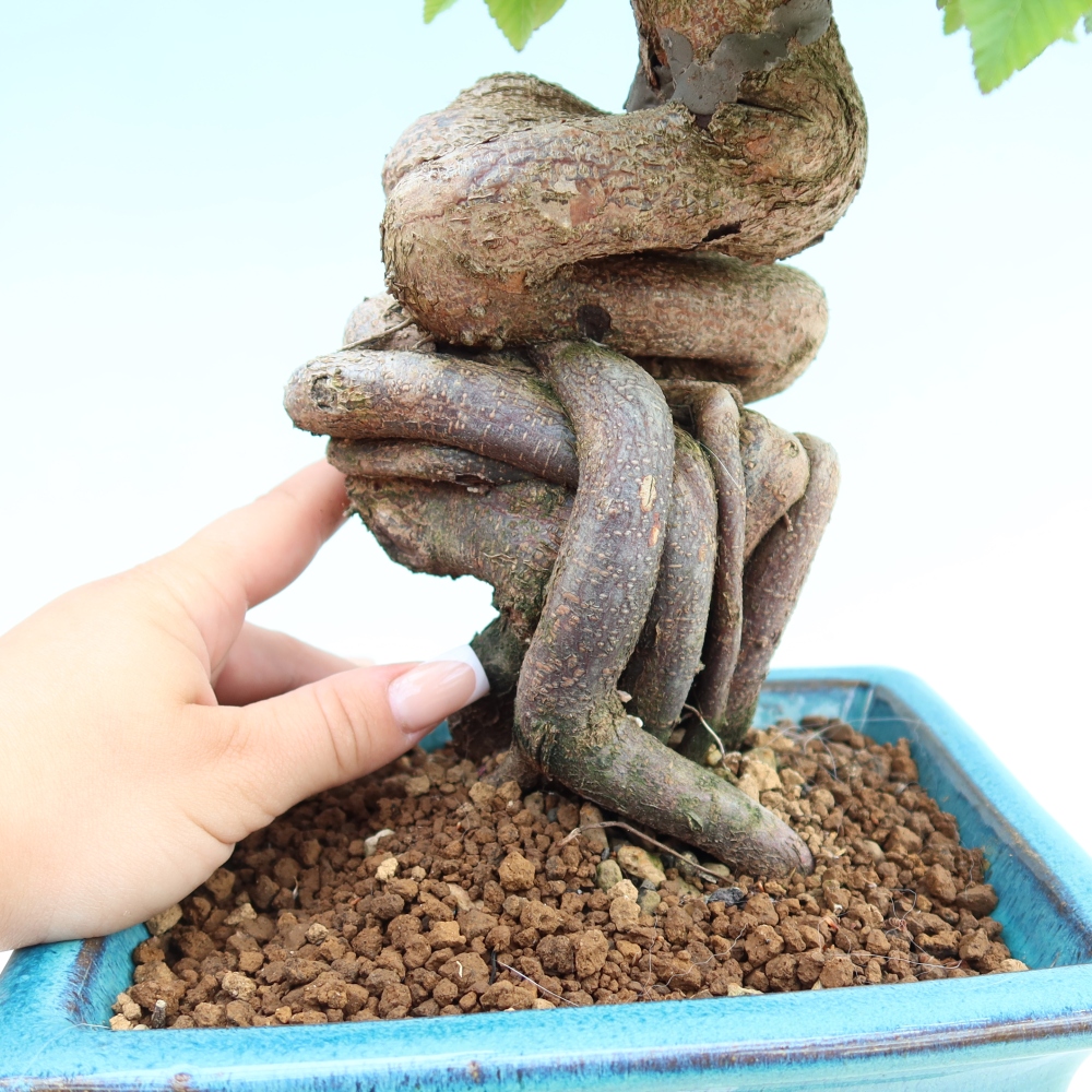 Kültéri bonsai -Carpinus Coreana - Koreai gyertyánfa