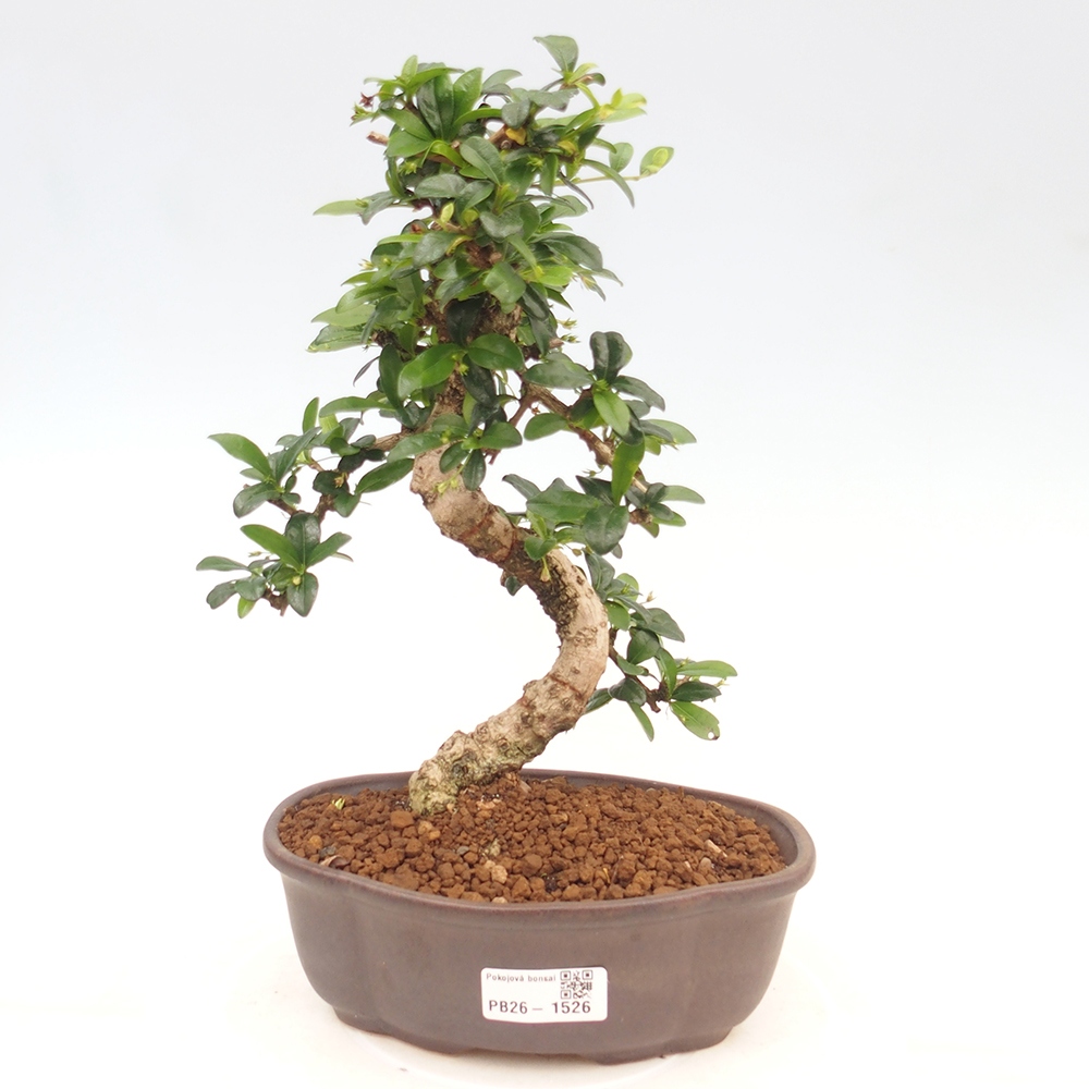 Szobai bonsai - Carmona macrophylla - Tea fuki
