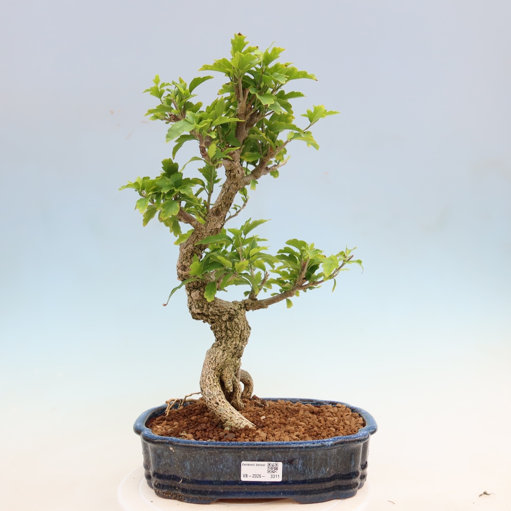 Kültéri bonsai – Hibiscus syriacus – szíriai ibiskusz