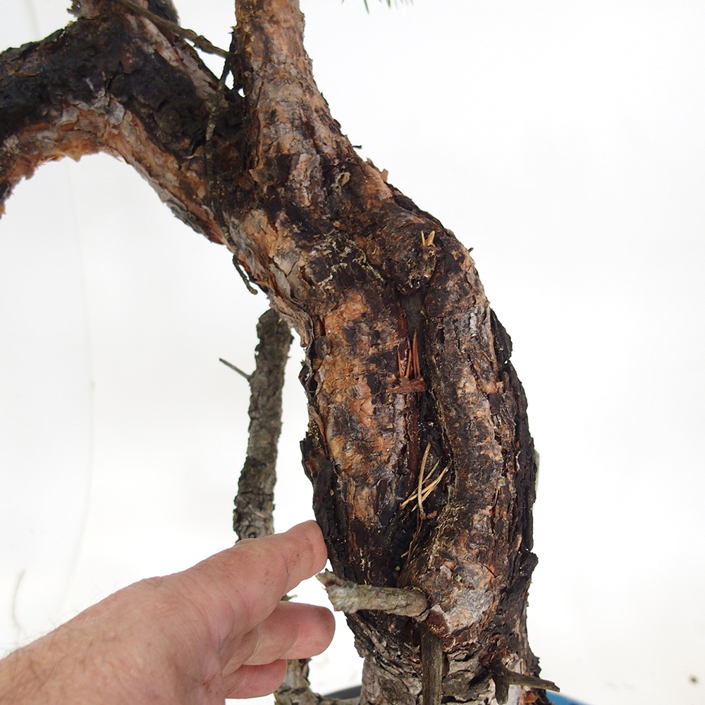 Yamadori - Pinus sylvestris Spanyolország