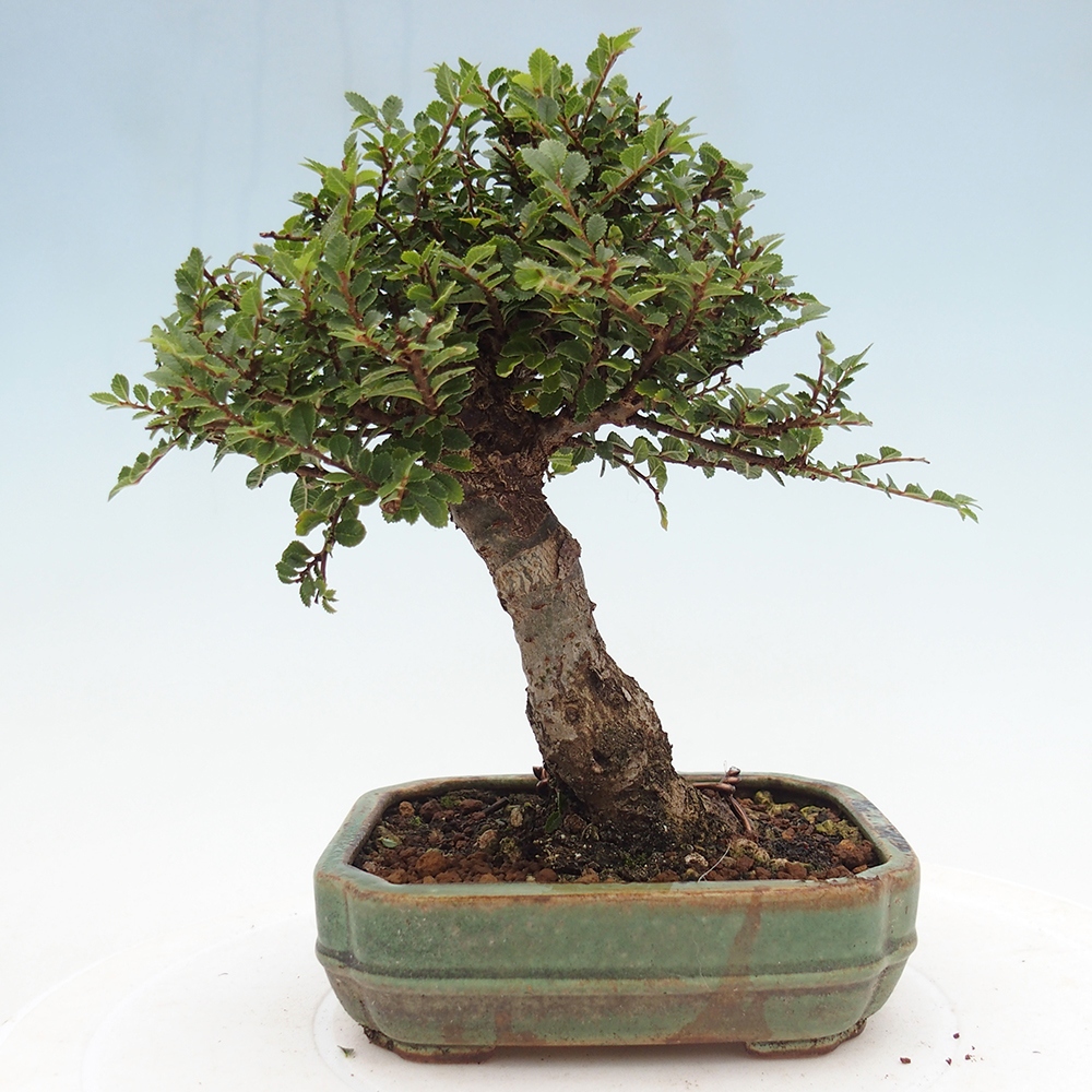 Kültéri bonsai - Ulmus parvifolia Hokkaido - Kínai szil - Ulmus parvifolia Hokkaido