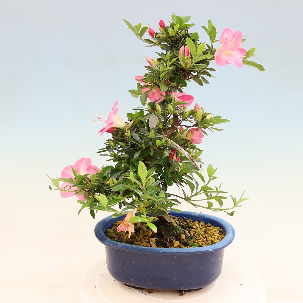 Kültéri bonsai - Japán azálea - Azalea Santoka