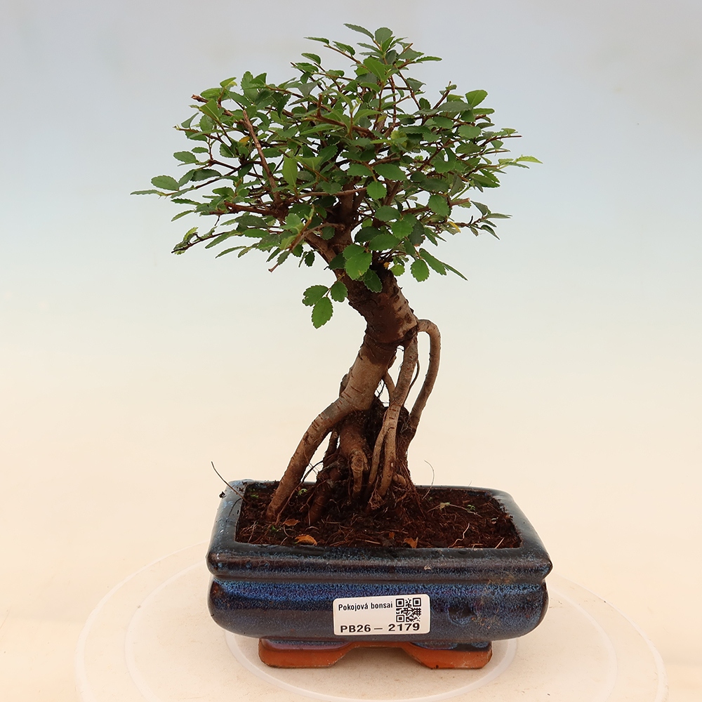 Szobai bonsai - Ulmus parvifolia - Kislevelű szilfa