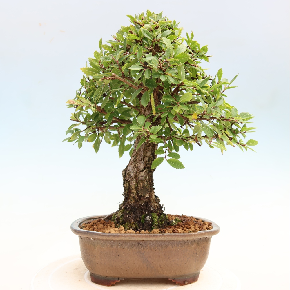 Kültéri bonsai - Zelkova - Zelkova NIRE