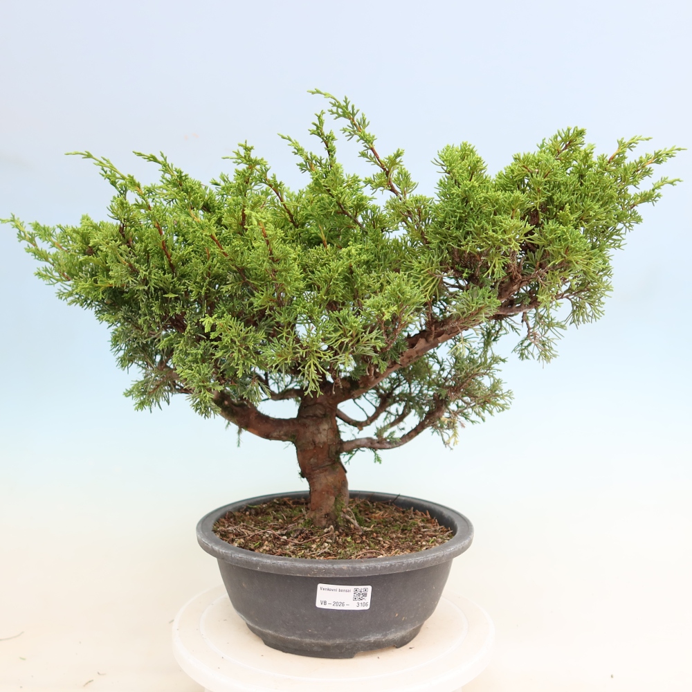 Kültéri bonsai - Juniperus chinensis Itoigawa-Juniperus chinensis
