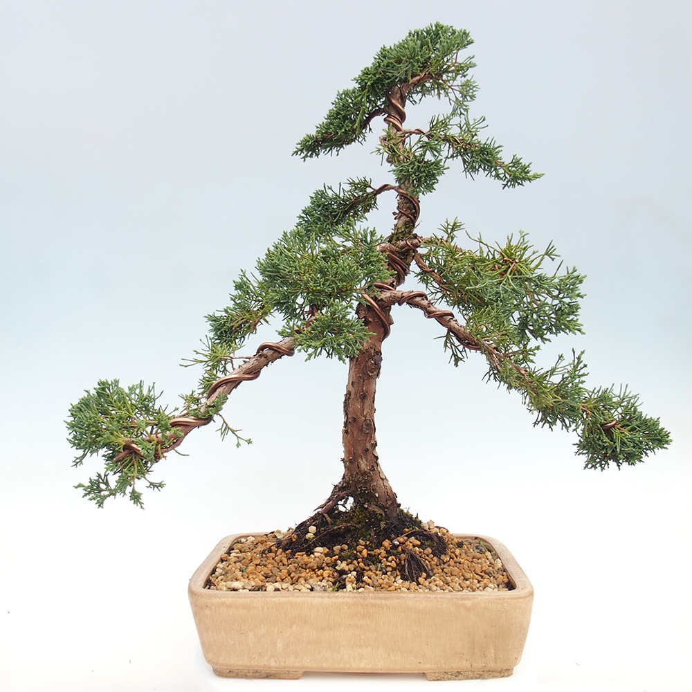 Kültéri bonsai - Juniperus chinensis Kishu