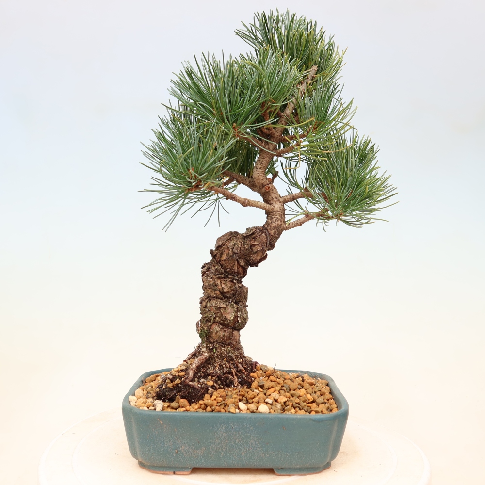 Kültéri bonsai - Pinus parviflora - Pinus parviflora