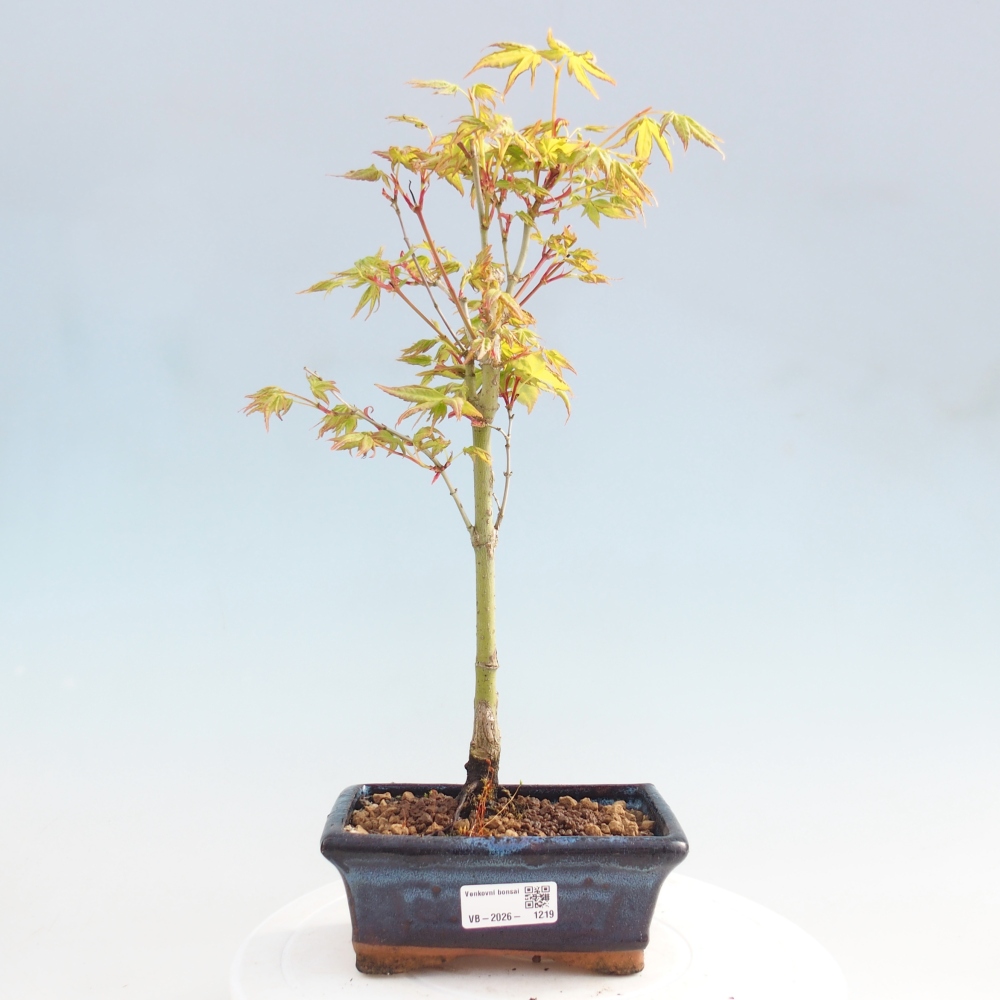 Acer palmatum Aureum - Arany juhar