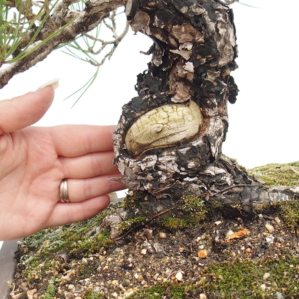 Kültéri bonsai - Pinus thunbergii - Thunberg fenyő