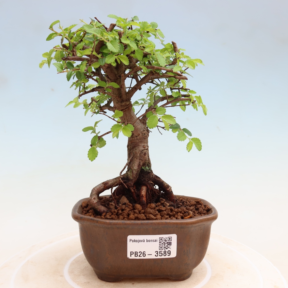Szobai bonsai - Ulmus parvifolia - Kislevelű szilfa