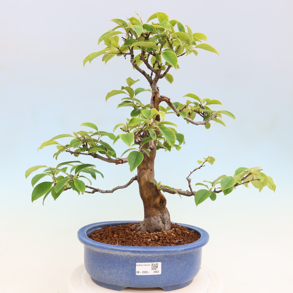 Kültéri bonsai - Pseudocydonia sinensis - kínai birs