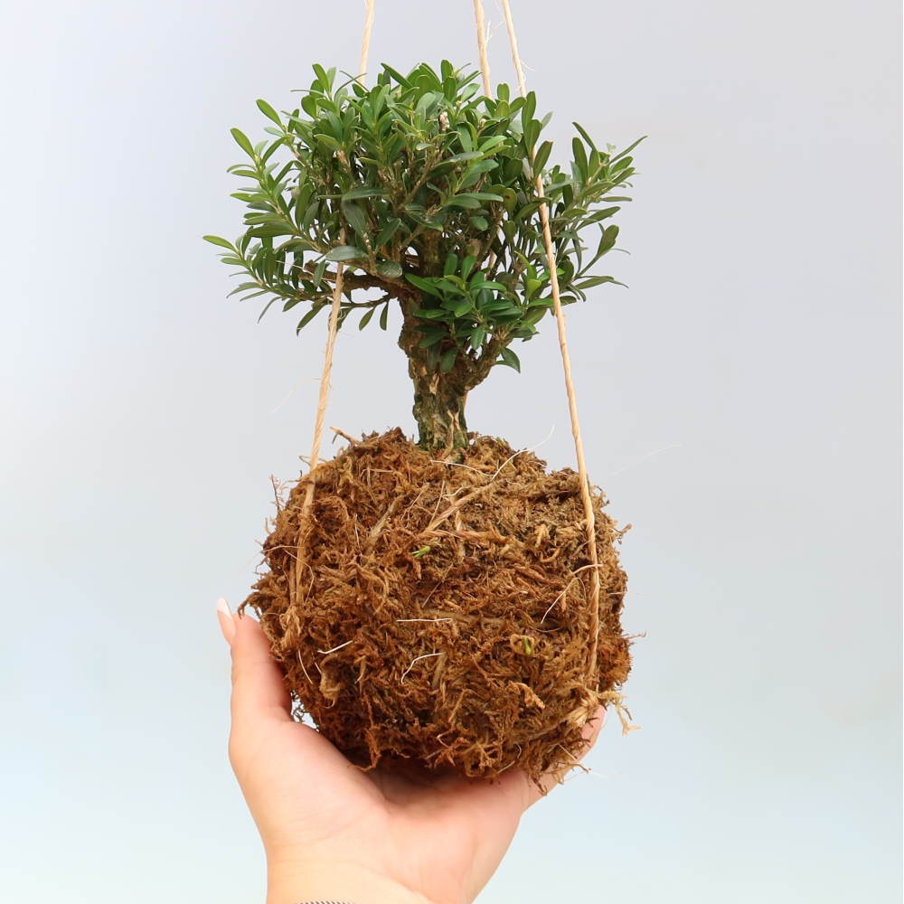 Kokedama kerámiaedényben – Buxus harlandii – parafa buxus