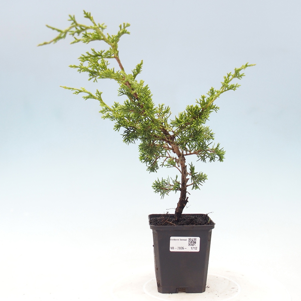 Kültéri bonsai - Juniperus chinensis Itoigawa