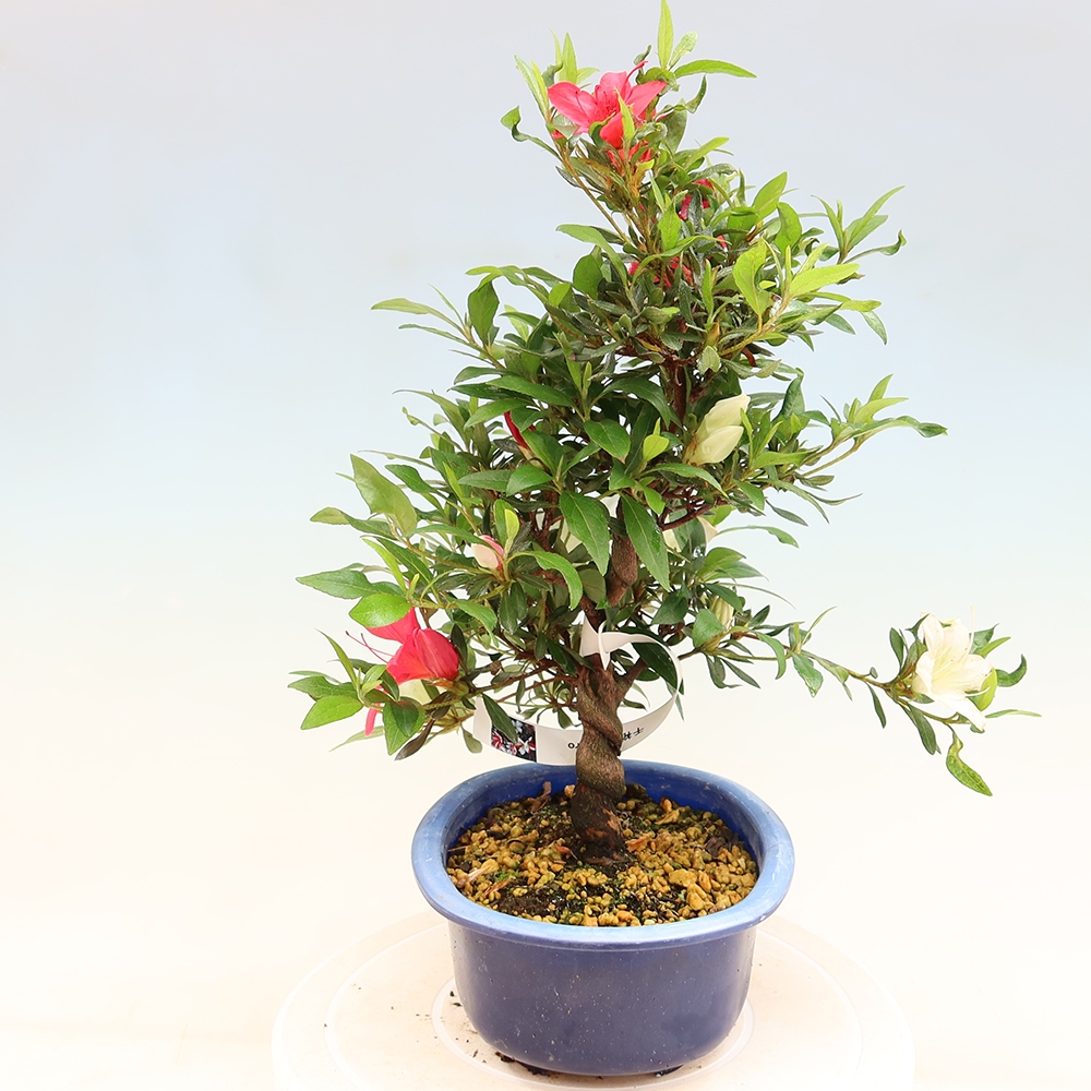 Kültéri bonsai - japán azálea - Azálea CHIHIRO