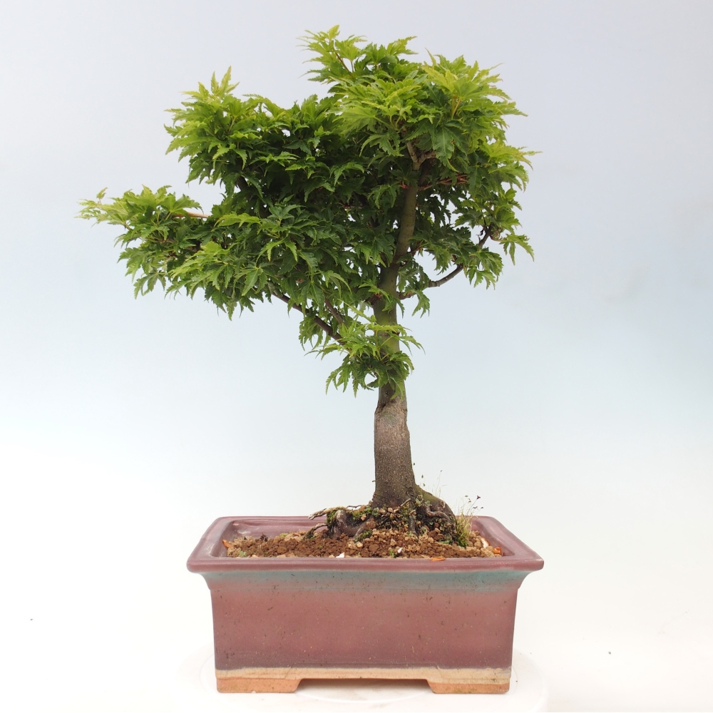 Kültéri bonsai -Javor pálma Acer palmatum Shishigashira